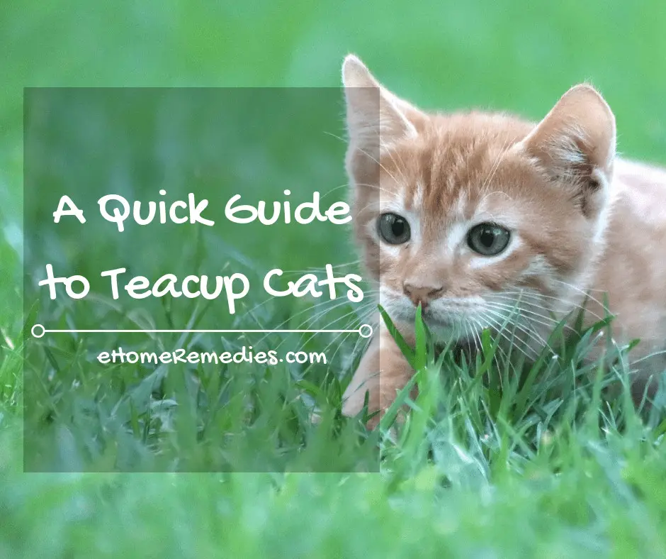 A Quick Guide to Teacup Cats