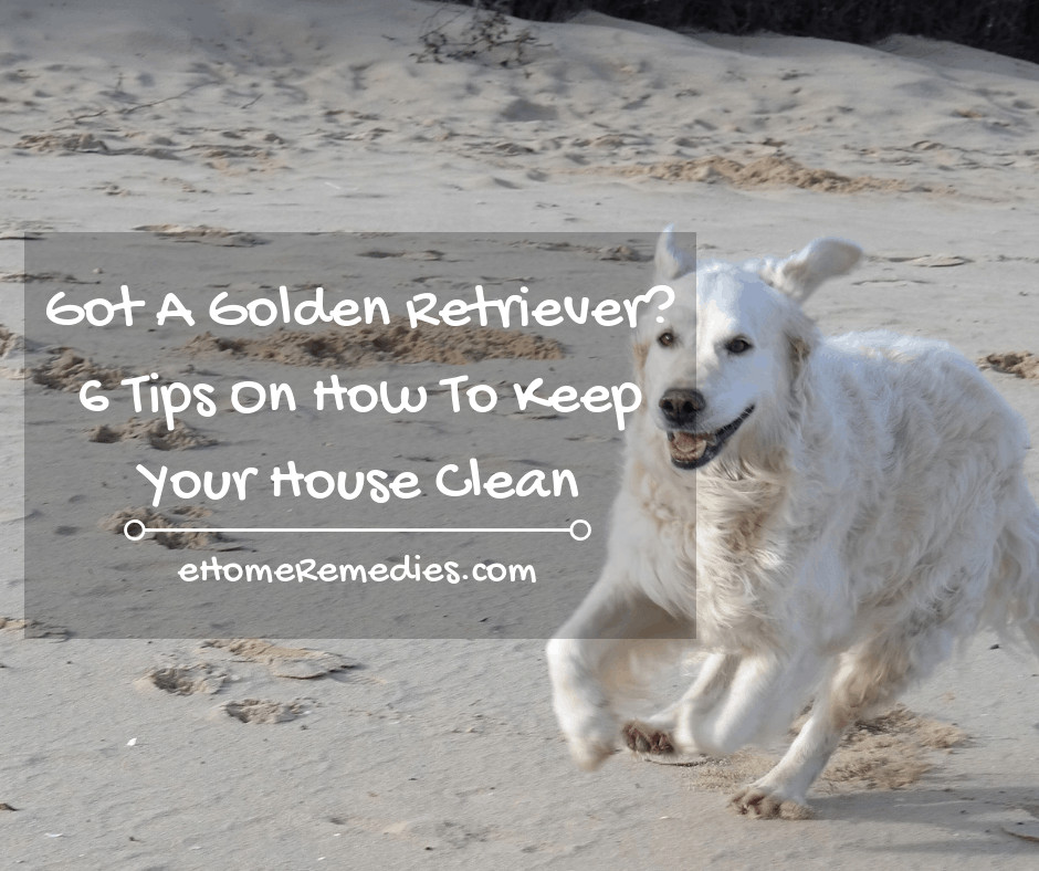 Got A Golden Retriever Here are 6 Tips On How To Keep Your House Clean