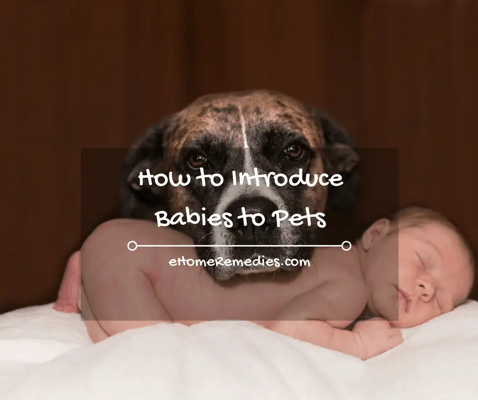 How to introduce babies to pets