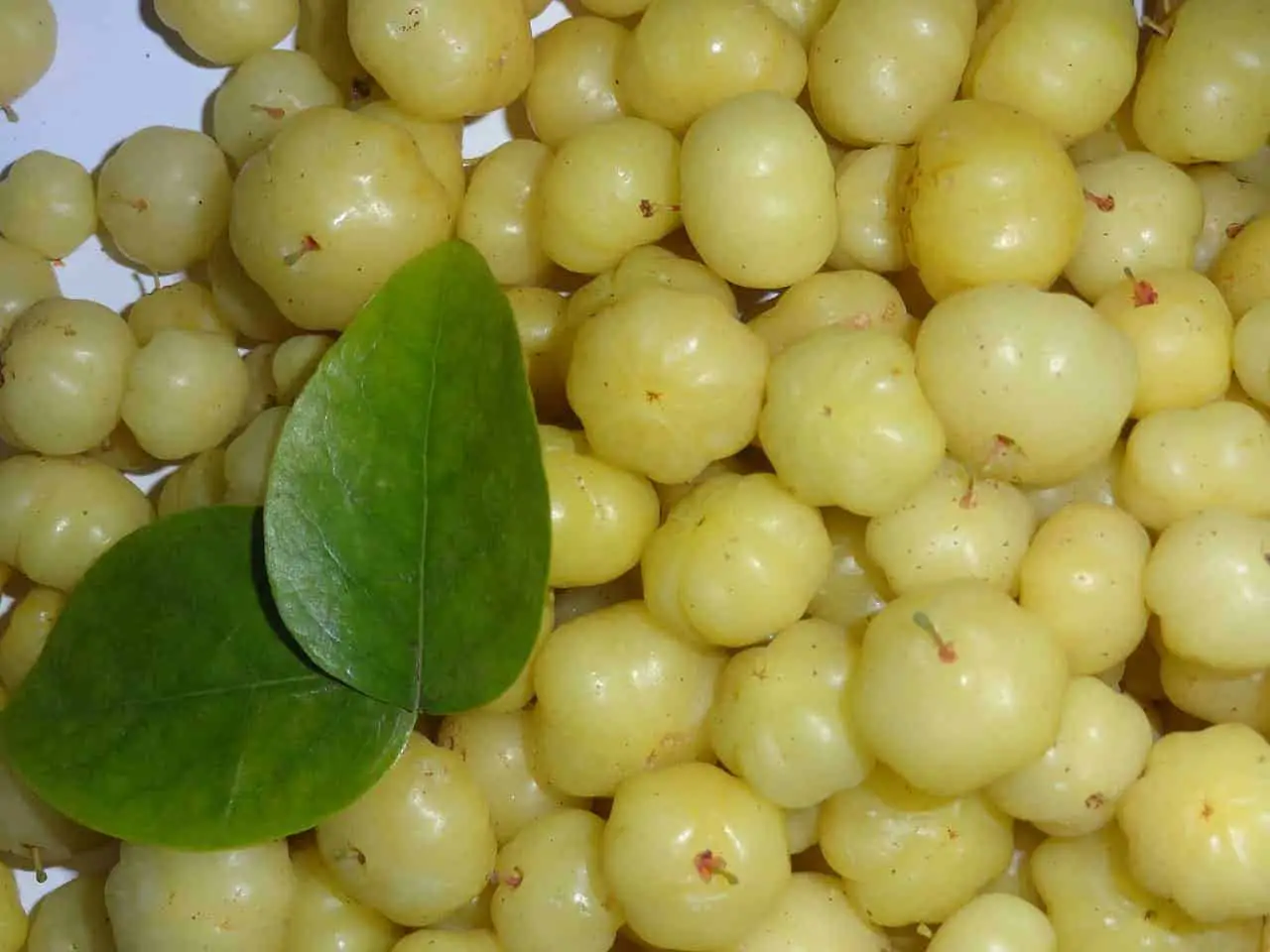 indian gooseberries
