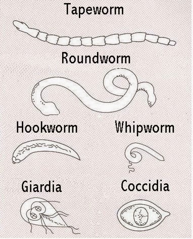 types of worms in dogs