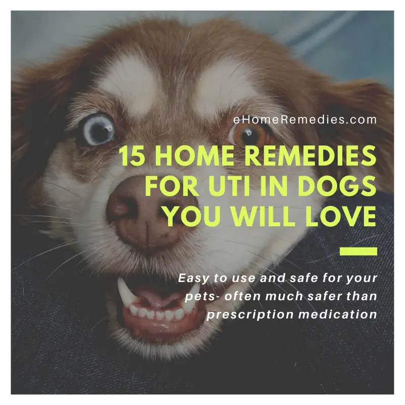 15 Home Remedies for UTI in Dogs You Will Love