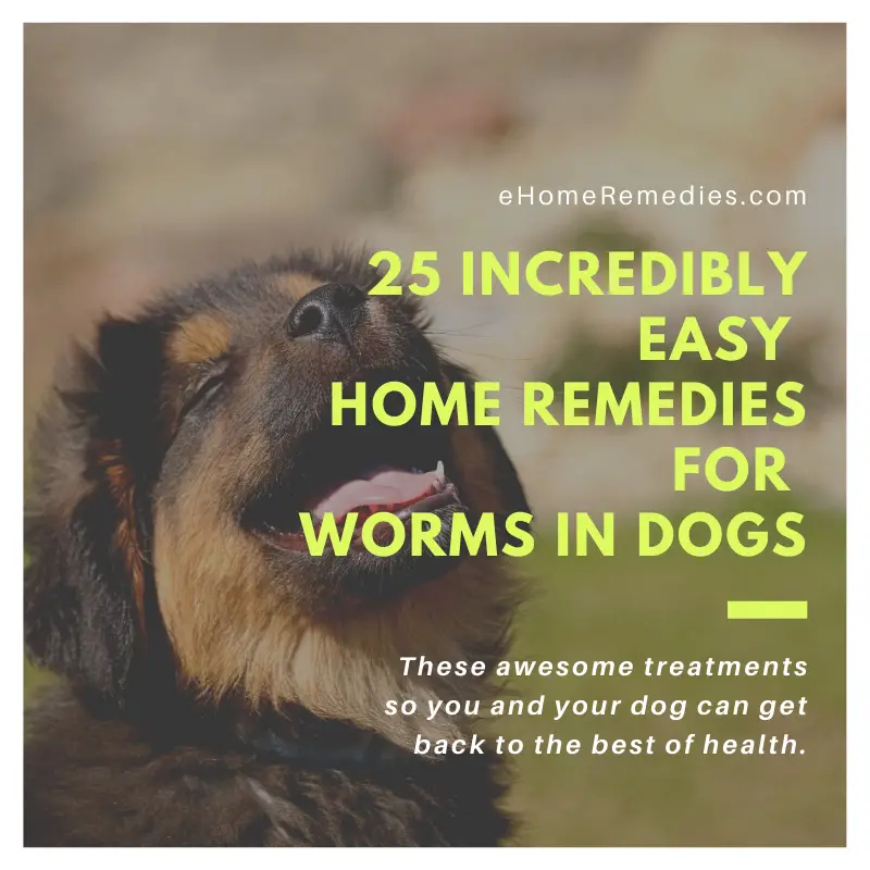 25 Incredibly Easy Home Remedies for Worms in Dogs