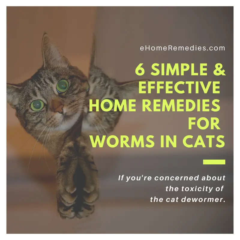 6 Simple and Effective Home Remedies for Worms in Cats
